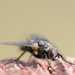 Close-up of housefly on rock