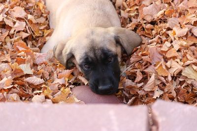 Close-up of puppy on autumn leaves