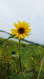 Close-up of yellow flowers blooming in field