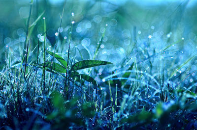 Close-up of wet plants on field during rainy season