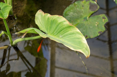 Close-up of fresh green leaves