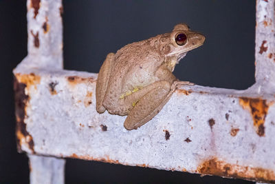 Close-up of frog