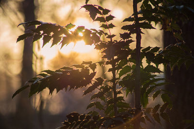 Close-up of plant against sky at night