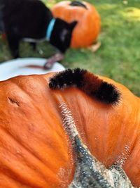 Close-up of fuzzy caterpillar on pumpkin