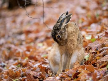 Close-up of hare on field during autumn