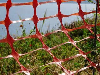 Full frame shot of red berries on field