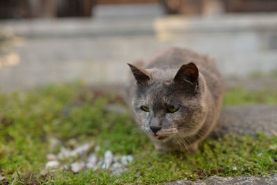 Close-up of cat on rock