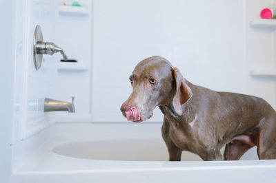 Close-up of dog in bathroom
