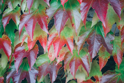 Full frame shot of autumnal leaves