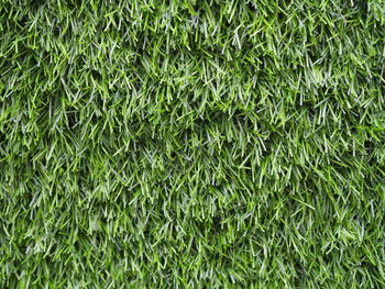 Full frame shot of green plants