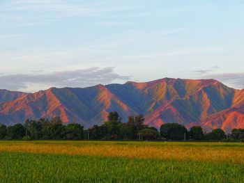 Scenic view of agricultural field by mountains against sky