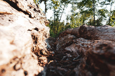 Low angle view of rocks in forest