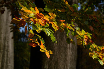Close-up of yellow maple leaves on tree