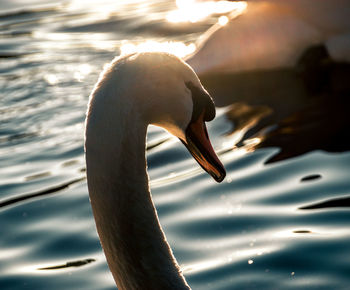 Close-up of swan swimming in lake haloed in sunlight