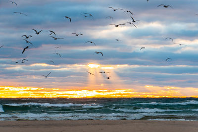 Flock of birds flying over sea