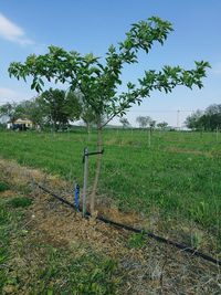 Trees on field against sky