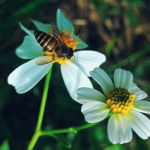 Close-up of honey bee pollinating flower