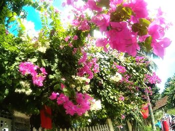 Low angle view of pink flowers blooming on tree