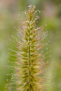 Close-up of water drops on plant