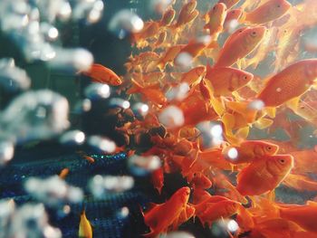 Close-up of fish swimming in sea