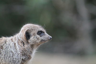 Close-up of a meerkat looking away