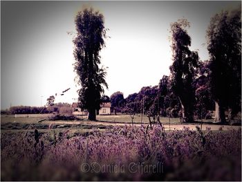 Plants growing on field against clear sky