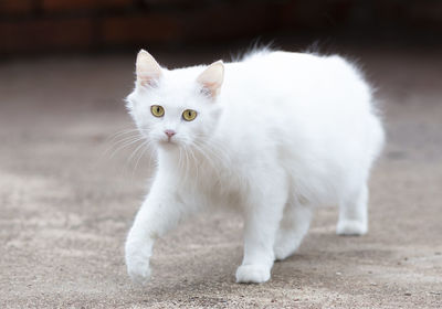 Close-up portrait of a cat