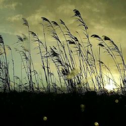 Plants growing on field at sunset