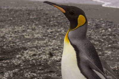 Close-up of penguin against blurred background