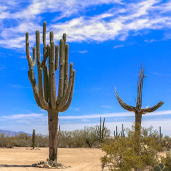 Cactus growing on field against sky