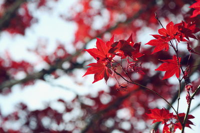 Low angle view of red autumn leaves on twig