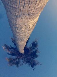 Close-up of tree trunk against clear sky