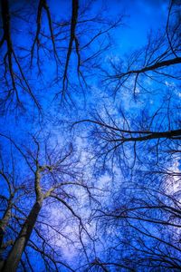 Low angle view of bare trees against blue sky