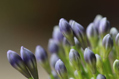 Close-up of purple flowering plants