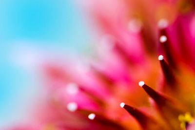 Close-up of water drops on flower