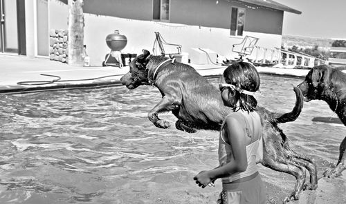 Dogs on swimming pool