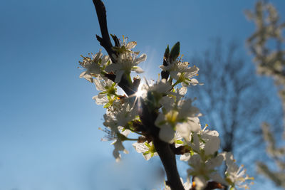 Close-up of cherry blossoms against sky