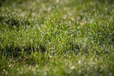 Full frame shot of grass on field