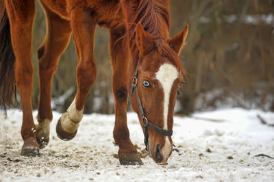 Horses standing in a field
