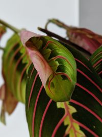 Close-up of spiral leaf