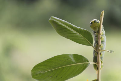 Close-up of green leaves