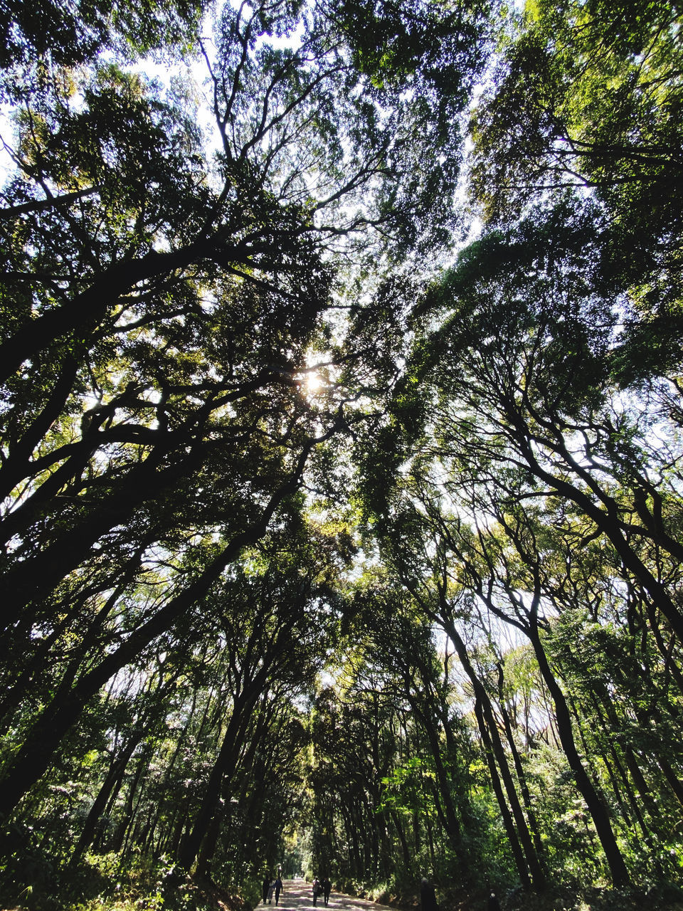 LOW ANGLE VIEW OF SUNLIGHT STREAMING THROUGH TREE IN FOREST