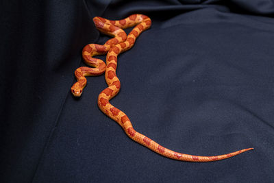Close-up of rope tied on metal against black background