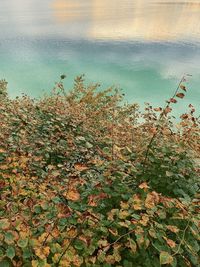 High angle view of plants by lake against sky