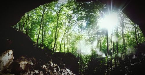 Sun shining through trees