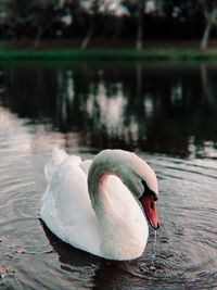 Swan floating on lake