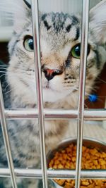 Portrait of cat in cage at animal shelter