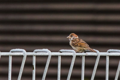 Close-up of bird perching on metal fence