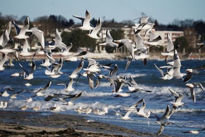 Seagulls flying over sea