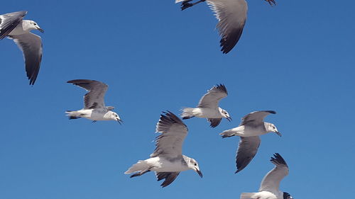 Low angle view of seagulls flying against clear sky